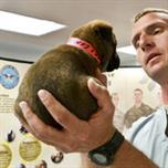 Veterinarian Checking Out A Puppy