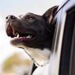 Dog Handing Outside The Car Window With It's Ears Blowing In The Wind